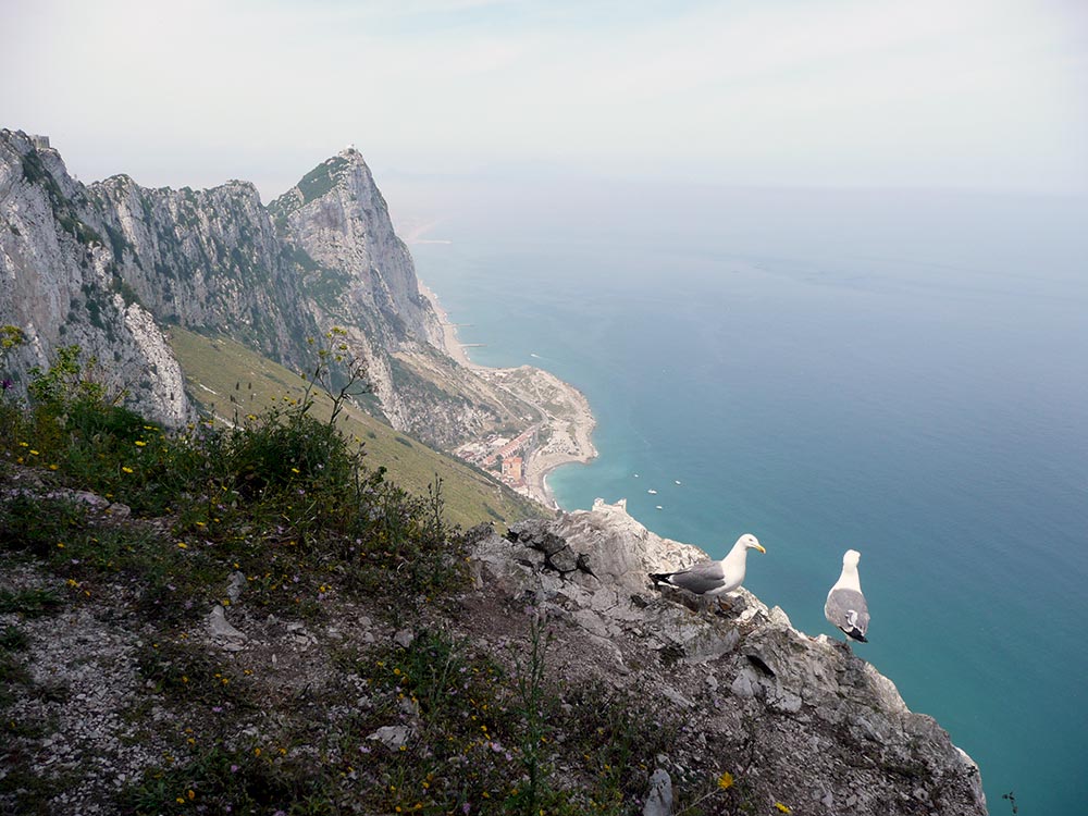 Gibraltar Gulls, 35mm, 2008