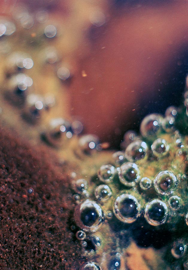 Pearls, 35mm, 2005