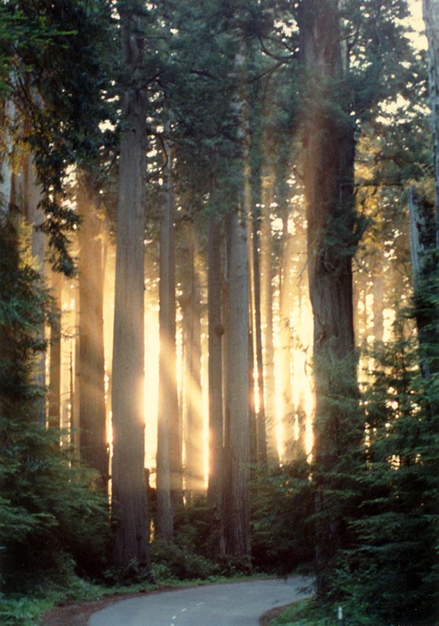 Redwood Trees 35mm 1990