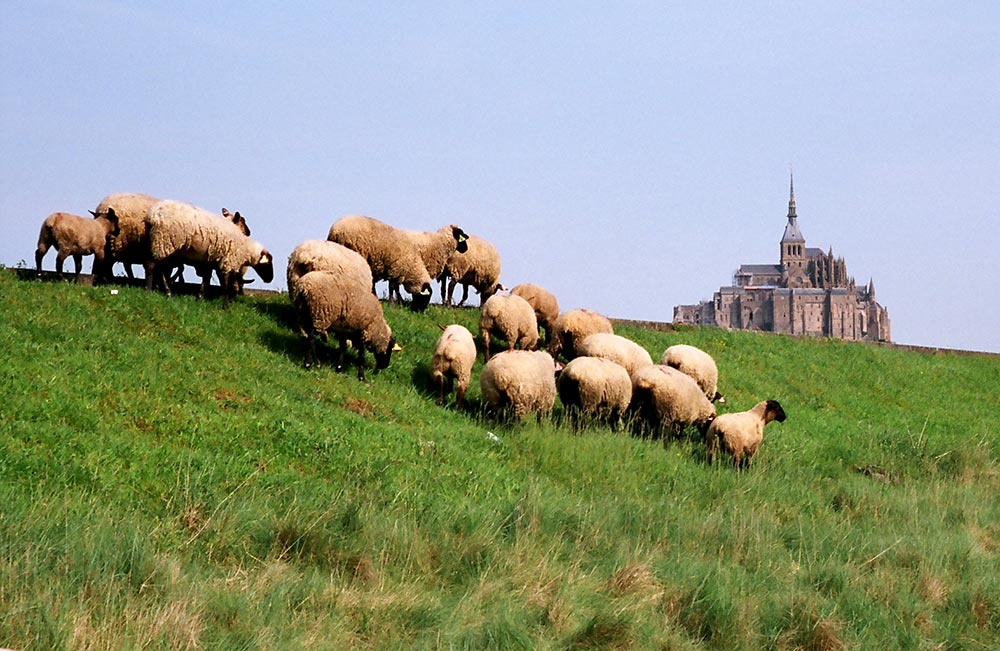 St Michel Sheep, 35mm, 2006