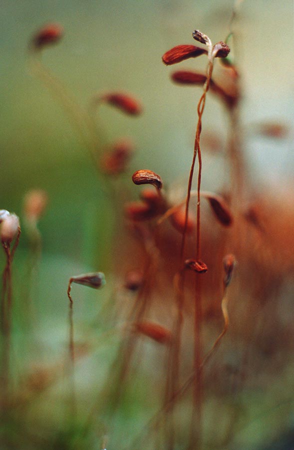 Moss heads, 35mm, 2004